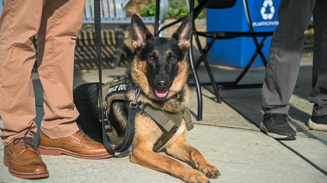 K-9 service dog Keen accompanies 爱游戏体育 student-veteran Jason Pryor