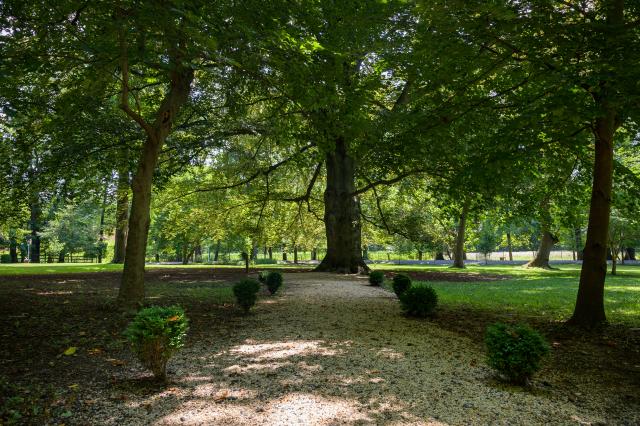 Path of Trees on Liberty Hall Academic Center Grounds